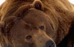 En gigantisk menneskeetende bjørn, den største grizzlybjørnen som noen gang er drept i verden, har blitt drept i USA. Den sjeldneste bjørnen i verden.