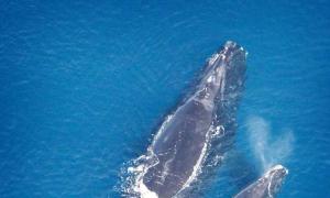 Levensduur.  Hoe lang leven walvissen?  De grote blauwe vinvis is de reus van de planeet aarde.  Beschrijving en foto van de blauwe vinvis Waar leeft de blauwe vinvis