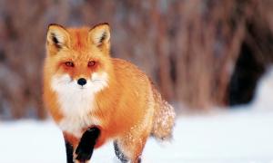 Interesting facts from the life of a fox