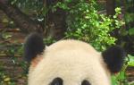 Panda Kutatóközpont Chengduban (Kína)