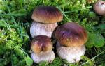 Mushrooms of the Smolensk region