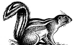 Кој припаѓа на семејството на верверички