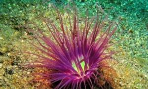 A legszokatlanabb tengeri lények Tengeri élet és érdekes tények róluk