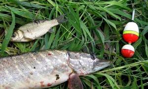 Does the pike bite in June.  How to catch pike in June.  The most effective baits for pike are