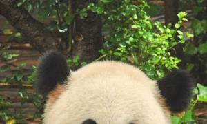 Panda-onderzoekscentrum in Chengdu (China)