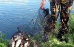 Како да исплетете рибарска мрежа од риболов линија, со свои раце Како да фатите риба со помош на мрежи