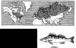 Perch fish family: names, description