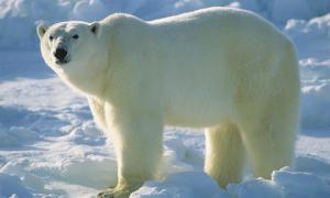 Érdekes tények a jegesmedvékről