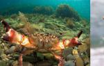 Риболов на рак во Беринговото Море Риболов на ракови