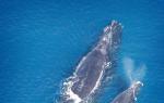 Животниот век.  Колку долго живеат китовите?  Големиот син кит е џинот на планетата Земја.  Опис и фотографија на синиот кит Каде живее синиот кит