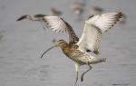 Range and habitats of the curlew