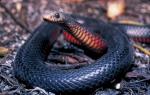 A kígyók illegálisak Új-Zélandon