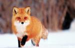 Interessante feiten uit het leven van een vos