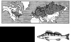 Семејство на риби од Костур: имиња, опис