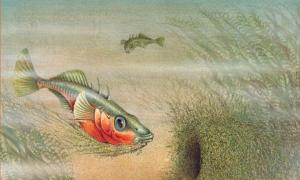 Stickleback interferes with fishing.  Three-spined stickleback.  Stickleback, general description