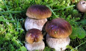 Mushrooms of the Smolensk region