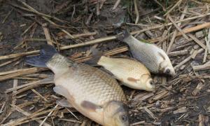 Fishing for crucian carp in November: where, when and what to catch