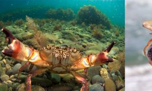 Риболов на рак во Беринговото Море Риболов на ракови