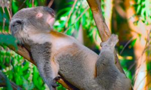 Koala melding.  Koala.  Beskrivelse og trekk ved koalaen Australia dyr koala