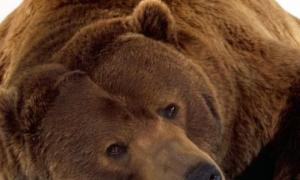 A giant man-eating bear, the largest grizzly bear ever killed in the world, has been killed in the USA. The rarest bear in the world.