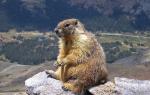 Marmot.  How to survive in a colony.  Baibak is a valuable commercial animal Name of the steppe marmot